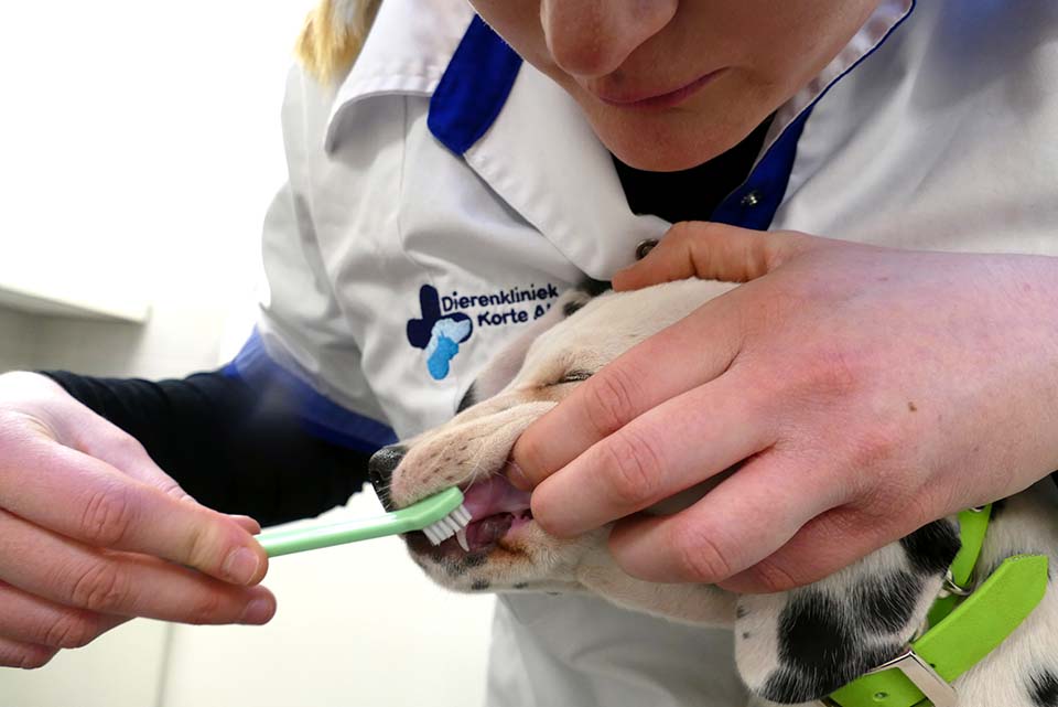 Dierenkliniek Korte Akkeren